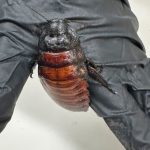 Australian cockroach kingpin caught with 100,000 illegal insects in record bug bust